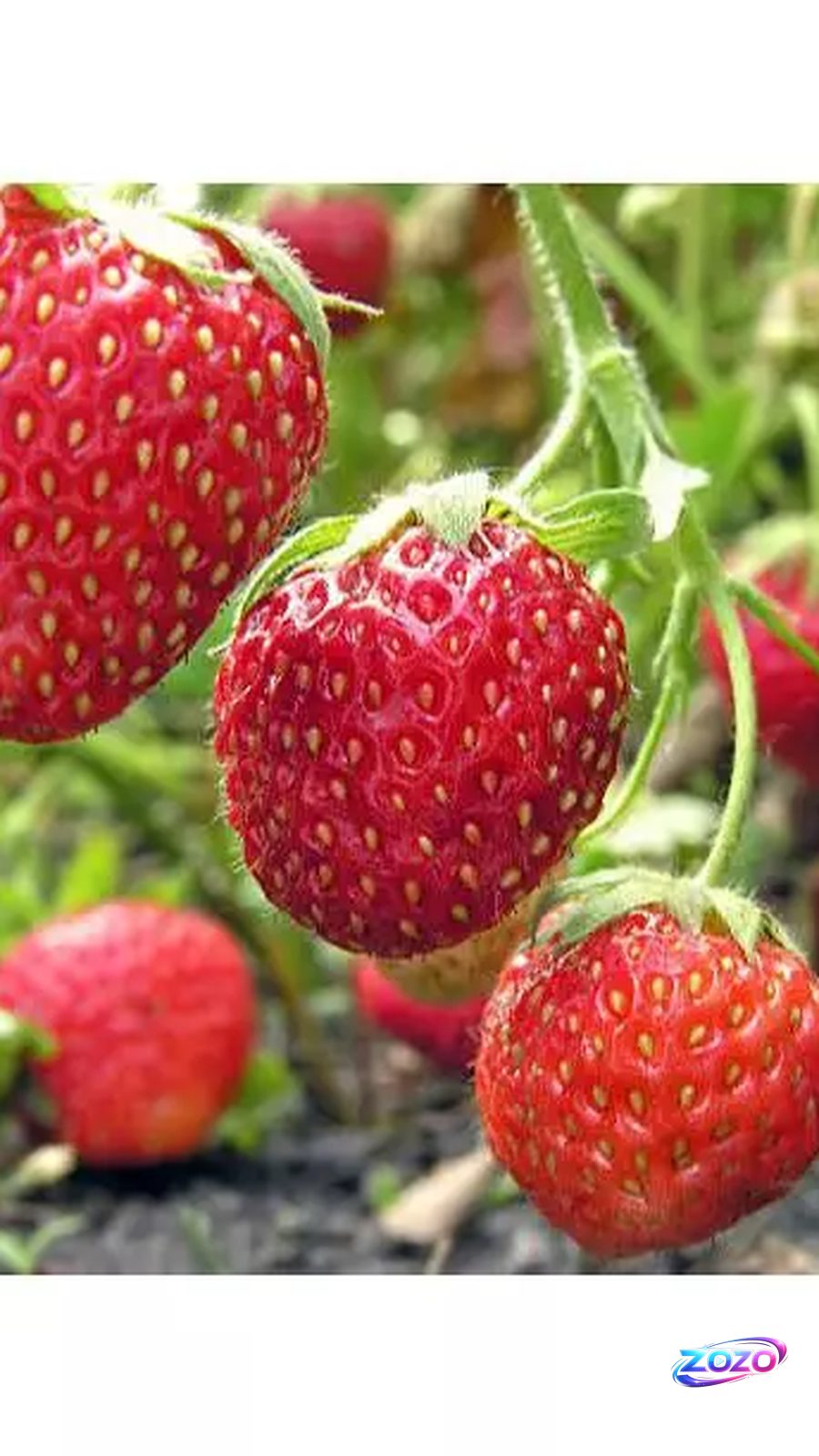 Panduan Lengkap Menanam Bibit Stroberry dari Biji untuk Pemula
